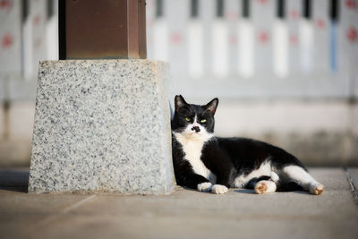 Portrait of cat sitting on retaining wall