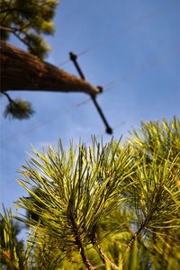 Low angle view of plants against sky