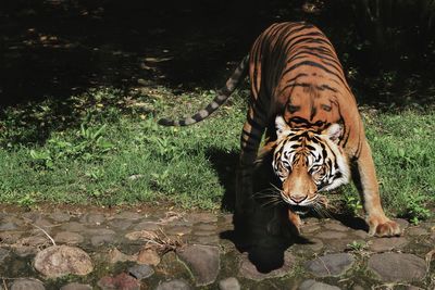 View of a tiger in zoo