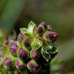Close-up of flower buds