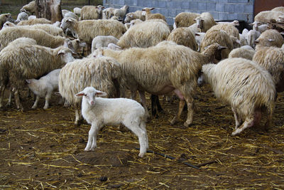 Sheep grazing in a field