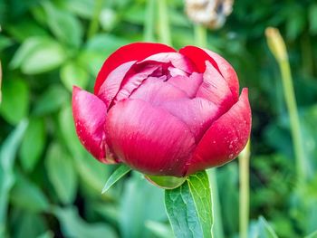 Close-up of peony growing at park