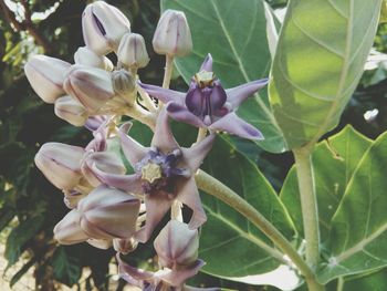 Close-up of flowering plant