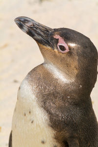 Close-up of penguin 