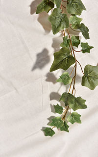 High angle view of leaves on table