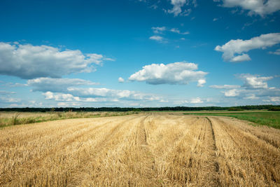 Stubble field, horizon and white clouds on blue sky, summer sunny day