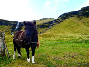 Horse standing in a field