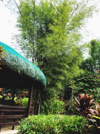 Close-up of fresh green plants