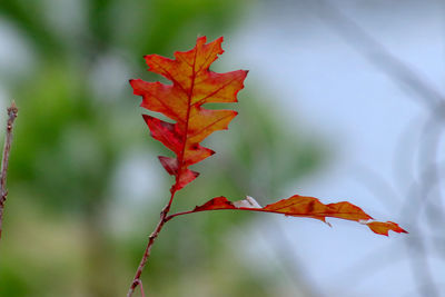 Close-up of red maple leaves on plant