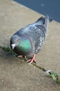 Close-up of birds