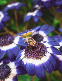 Close-up of bee pollinating on flower