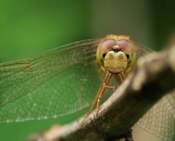 Close-up of damselfly on leaf