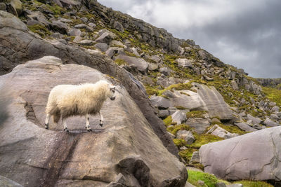 Cuilcagh mountain park, furry sheep standing on a large boulder, northern ireland