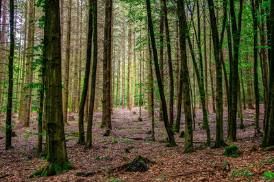 Pine trees in forest