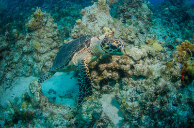 Turtle on coral