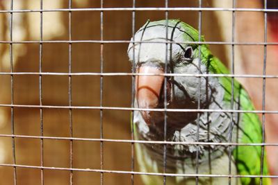 Close-up of parrot in cage at zoo