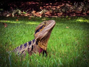 Close-up of lizard on grass