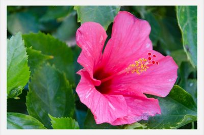 Close-up of pink flower