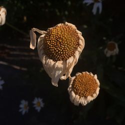 Close-up of wilted flower against blurred background