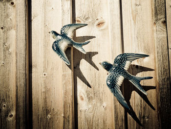 Close-up of a bird on wooden wall