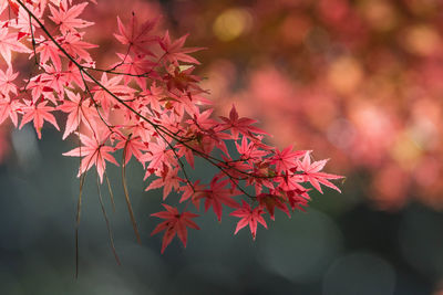 Close-up of maple tree