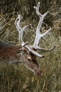 Close-up of deer on field