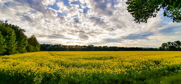 Scenic view of oilseed rape field against sky