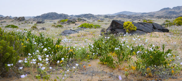 Scenic view of rocks on field against sky