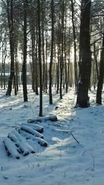 Trees on snow covered landscape