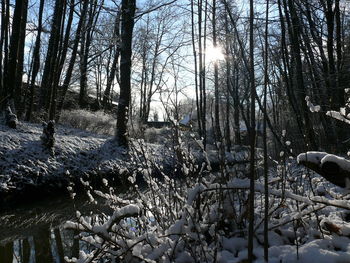 Sun shining through trees in forest