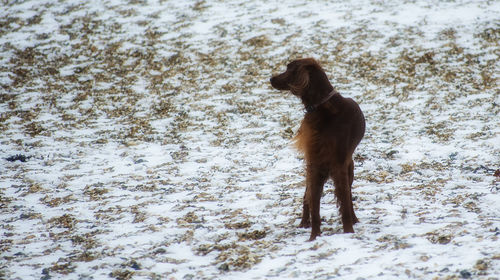 Dog standing on snow field during winter