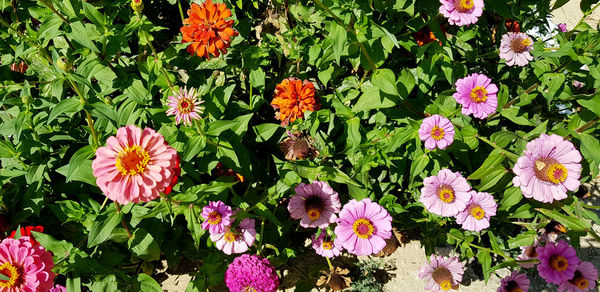 High angle view of pink flowering plants