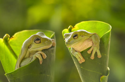 Close-up of green frog on leaves