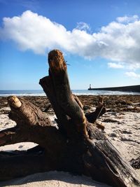 Close-up of lizard on beach against sky