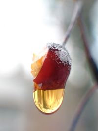 Close-up of ice cream in glass