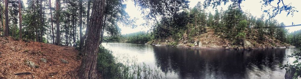 Panoramic shot of river amidst trees in forest