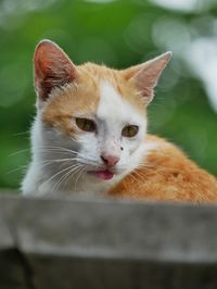 Close-up portrait of a cat