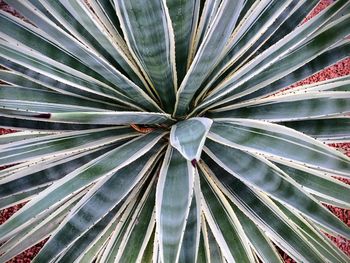 Full frame shot of leaf