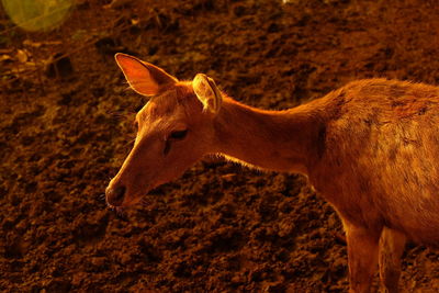 Close-up of giraffe standing on field