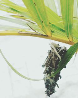 Low angle view of plants