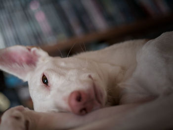 Close-up of dog lying down at home