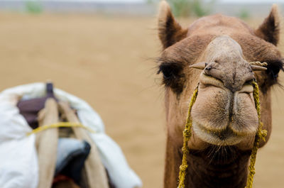 Close-up of camel