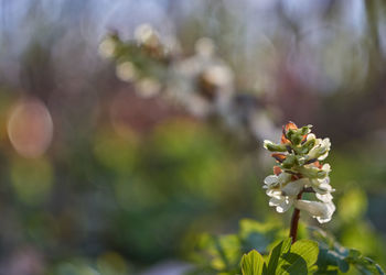 Close-up of flowering plant