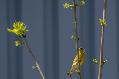 Close-up of bird perching on yellow flower