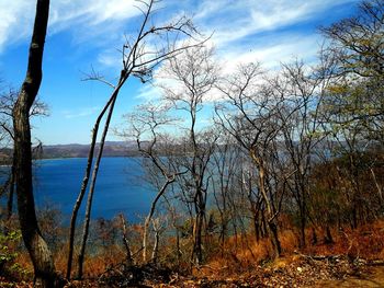 Bare trees by plants against sky