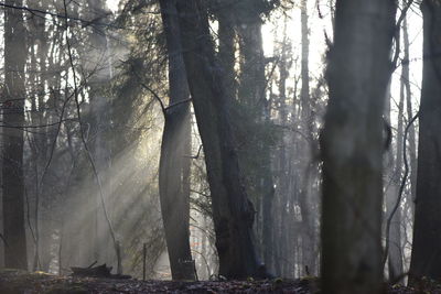 Sunlight streaming through trees in forest