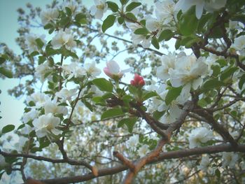 Low angle view of pink flower tree against sky