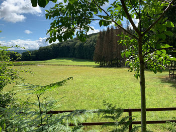 Scenic view of field against sky