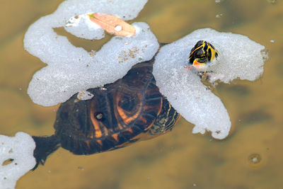 High angle view of turtle swimming in lake