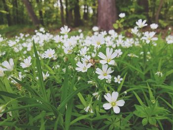 Close-up of white flowering plants on field